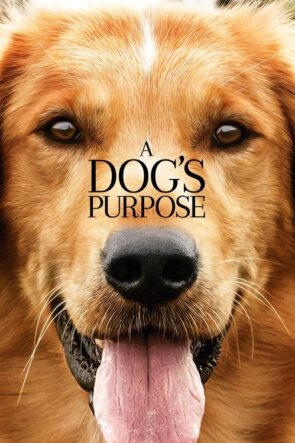 Can Dostum izle (2017)